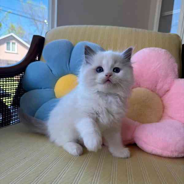 Koťátka britské krátkosrsté plemene munchkin, samci a samice - foto 2