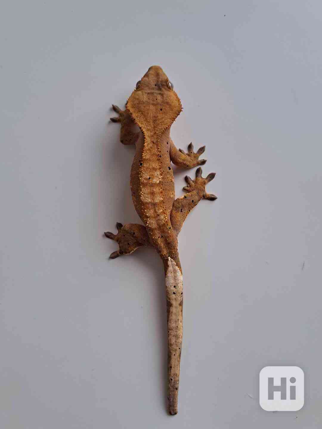 pagekon řasnatý - foto 1