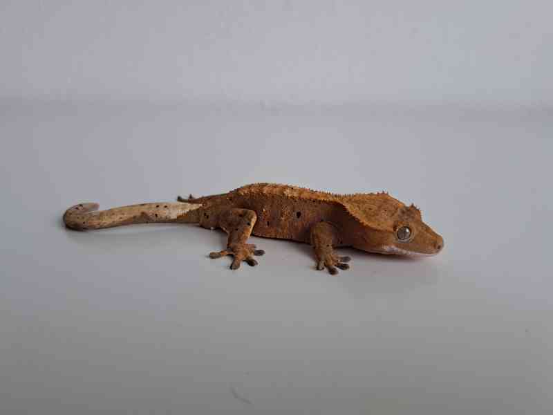 pagekon řasnatý - foto 2