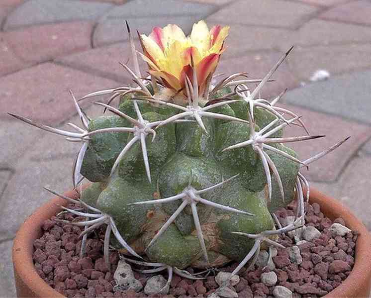 Kaktus Copiapoa vallenarensis - semena