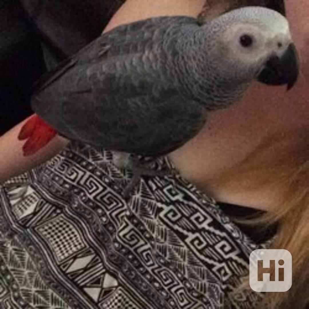 Špičková kvalita papoušků šedých - foto 1