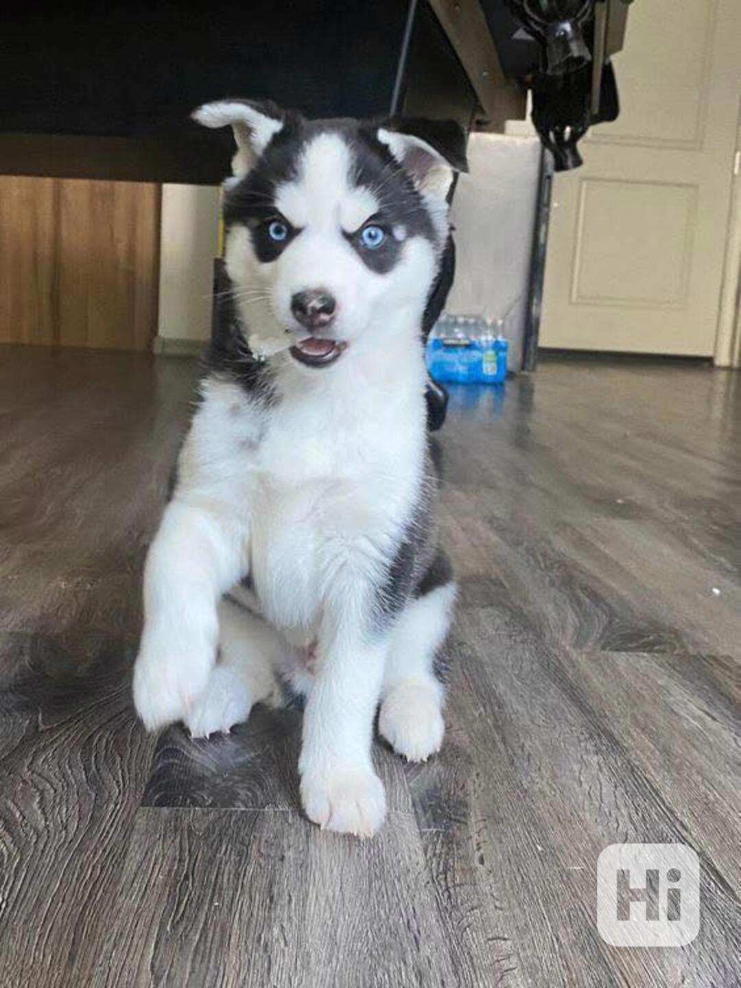 Perfektní štěňata sibiřského huskyho - foto 1