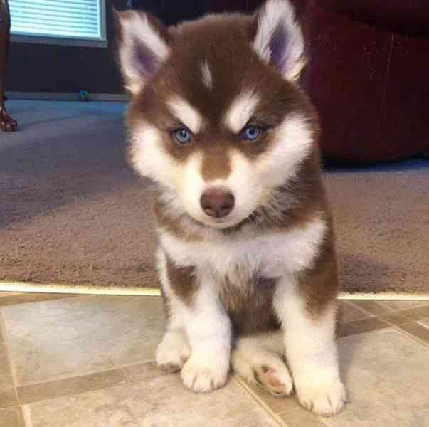 Perfektní štěňata sibiřského huskyho - foto 4