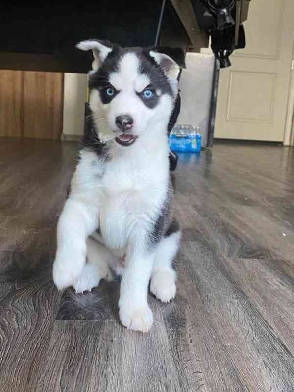 Perfektní štěňata sibiřského huskyho - foto 1