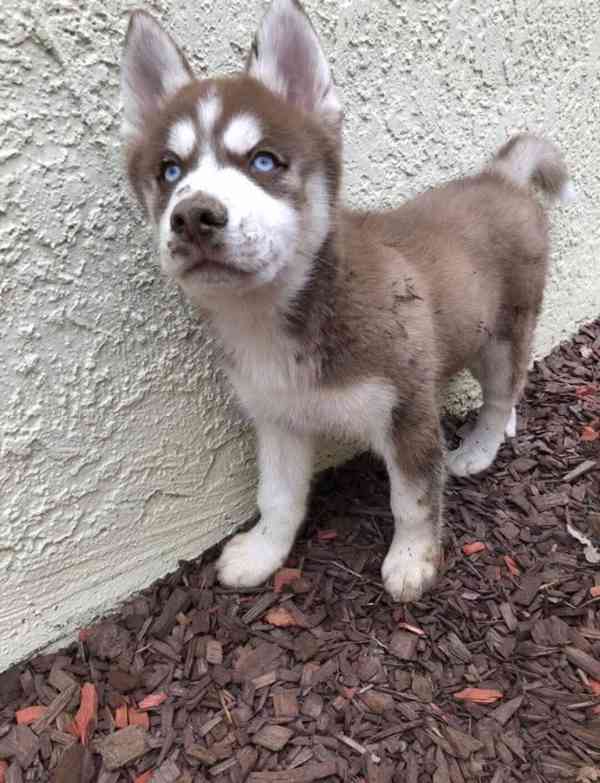 Perfektní štěňata sibiřského huskyho - foto 2