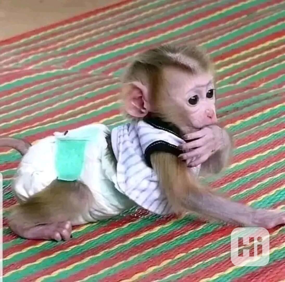  Roztomilá vynikající kapucínská opice.   - foto 1