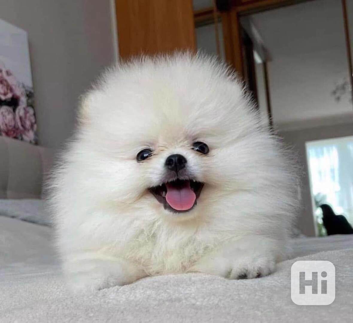 Štěňata pomeraniana k adopci zdarma. - foto 1