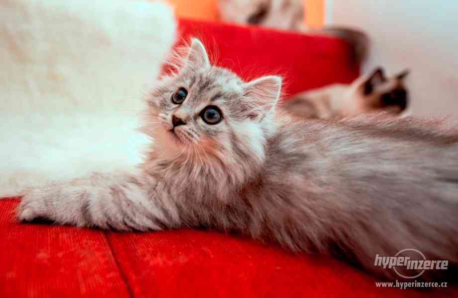 Sibiřská kočka - foto 2