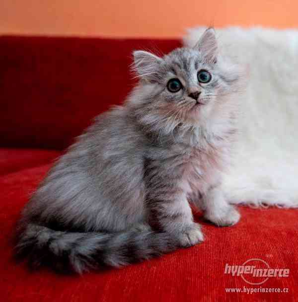 Sibiřská kočka - foto 3