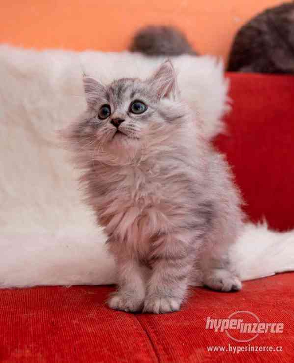 Sibiřská kočka - foto 4
