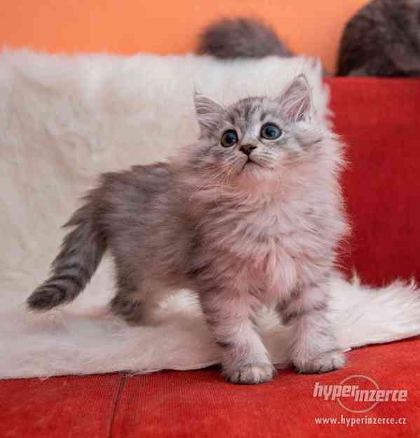 Sibiřská kočka - foto 5