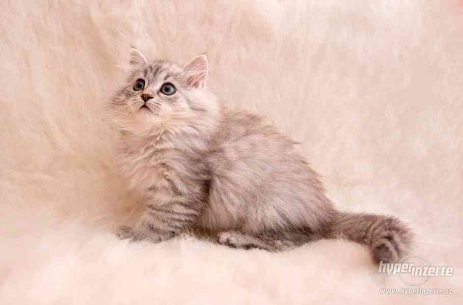 Sibiřská kočka - foto 6