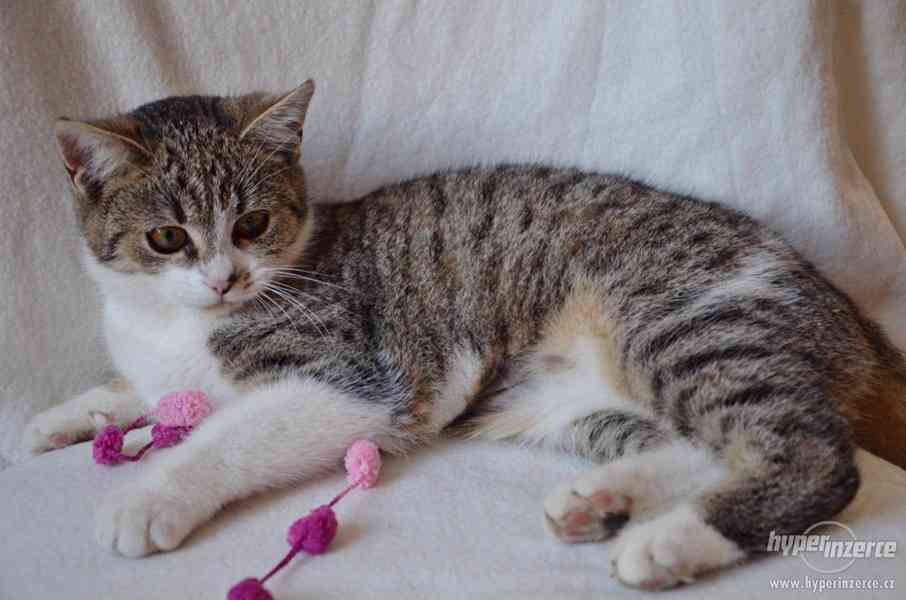 Kočička Magdalenka má 5-6 měsíců, mourinka s bílým bříškem - foto 2
