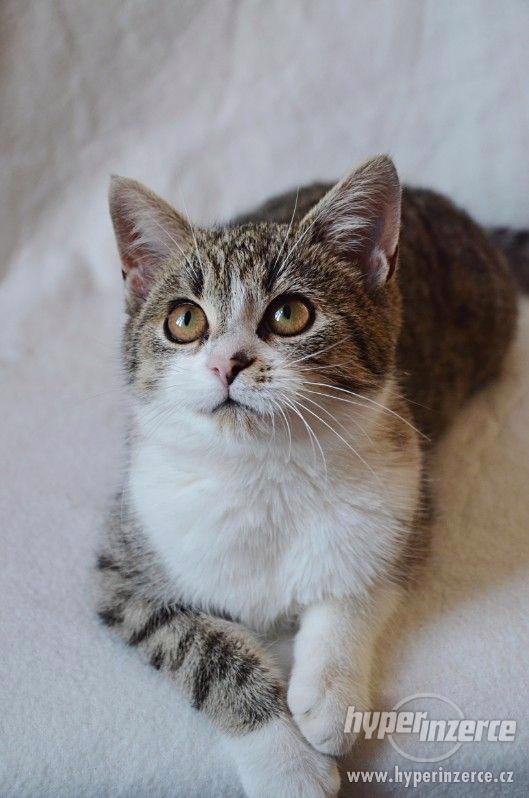 Kočička Magdalenka má 5-6 měsíců, mourinka s bílým bříškem - foto 3
