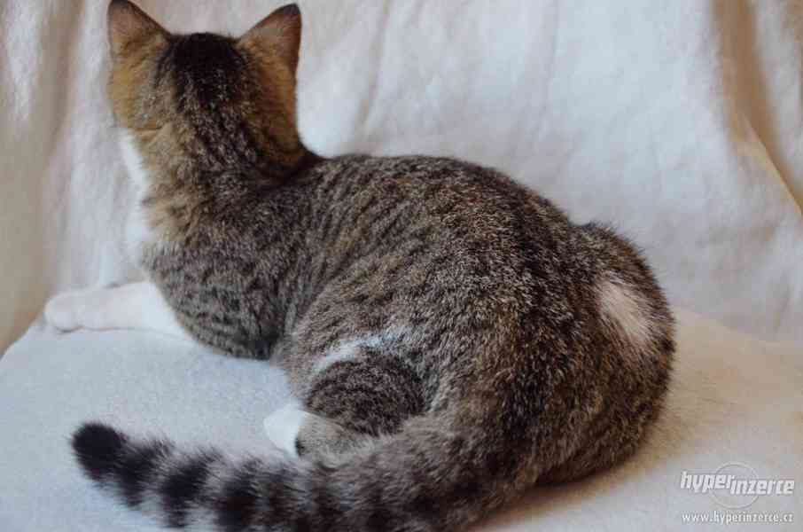 Kočička Magdalenka má 5-6 měsíců, mourinka s bílým bříškem - foto 4