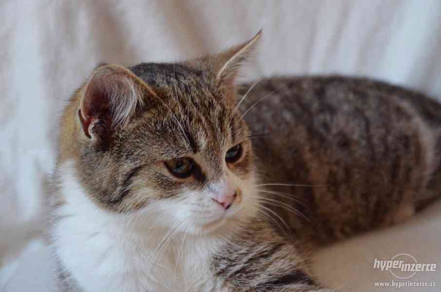 Kočička Magdalenka má 5-6 měsíců, mourinka s bílým bříškem - foto 5