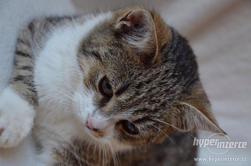 Kočička Magdalenka má 5-6 měsíců, mourinka s bílým bříškem - foto 6