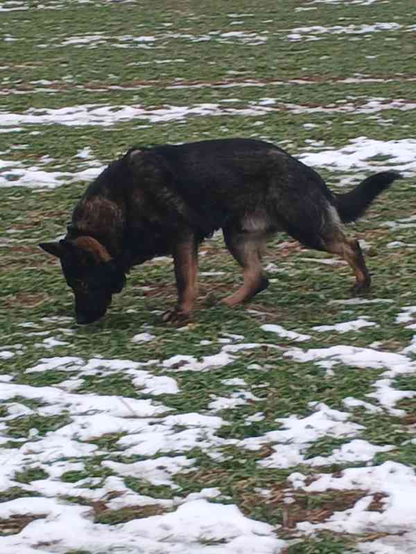 Německý ovčák s PP  - foto 2