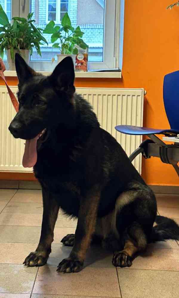 Německý ovčák s PP  - foto 3