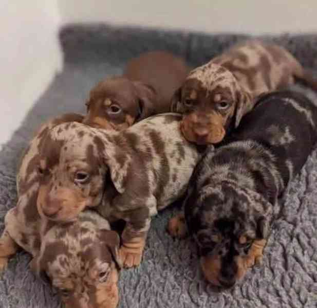 štěňata jezevčíka k adopci - foto 4