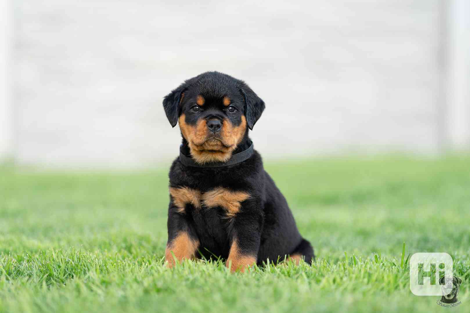 Štěně rotvajlera s PP - Rotvajler - Rottweiler - foto 1