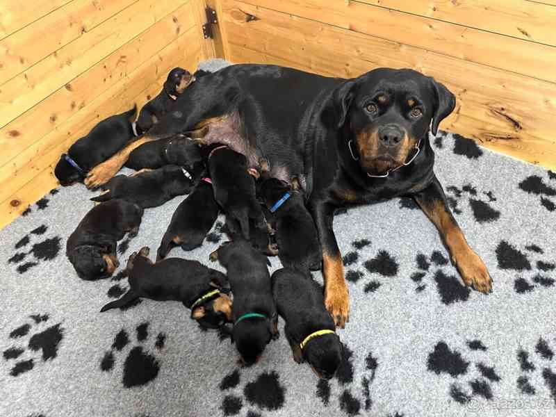 Štěně rotvajlera s PP - Rotvajler - Rottweiler - foto 3