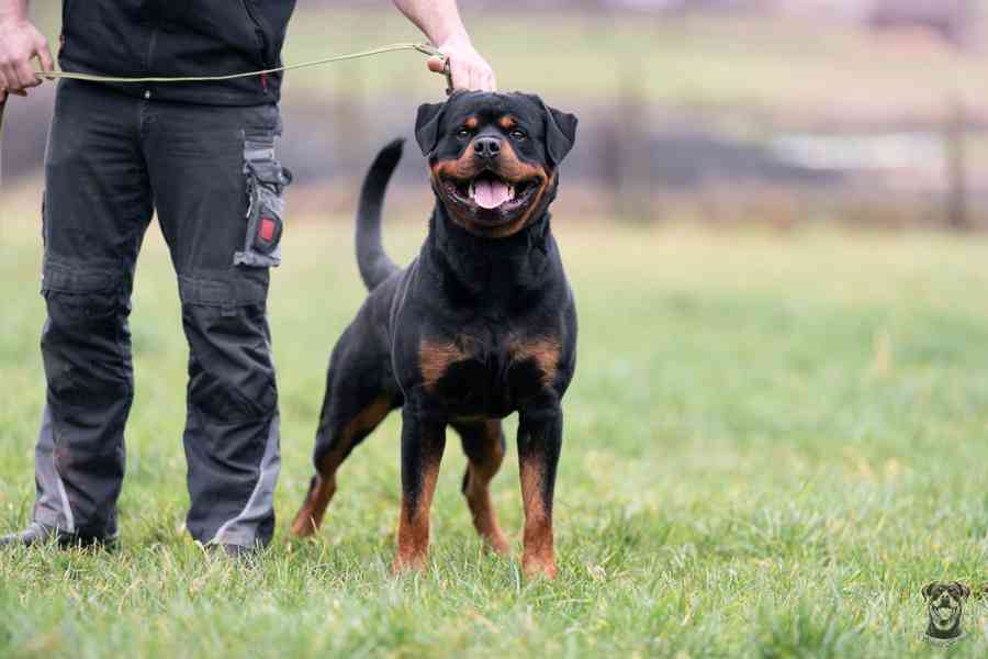 Štěně rotvajlera s PP - Rotvajler - Rottweiler - foto 5