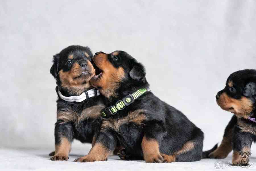 Štěně rotvajlera s PP - Rotvajler - Rottweiler - foto 2