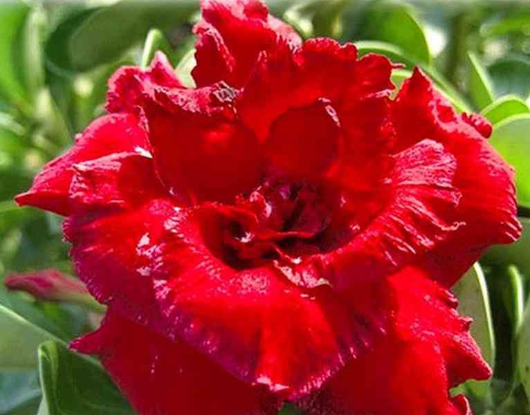 Adenium obesum 'ruya mahoran' - semena
