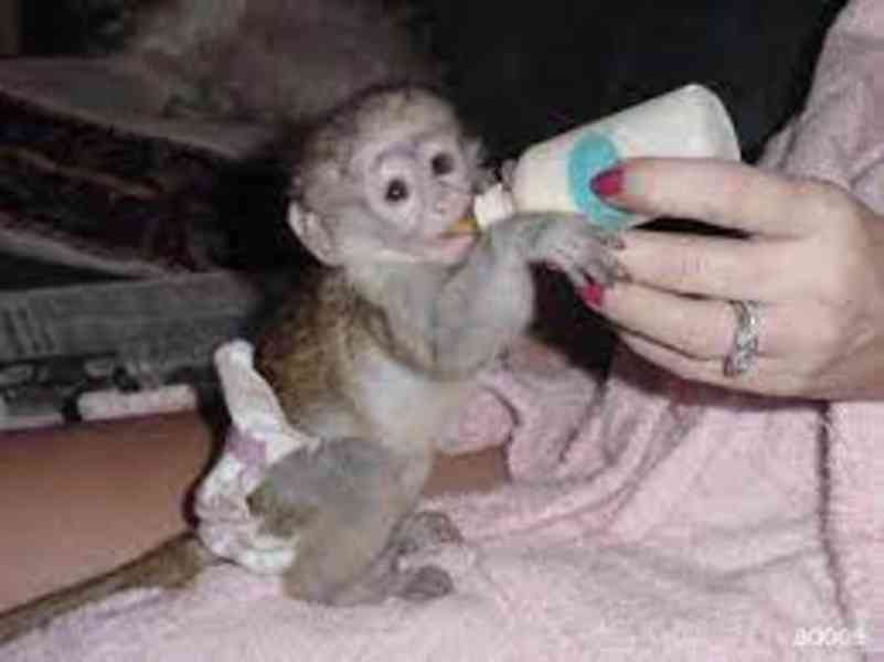 Vyškolené opice kapucínu pro adopci