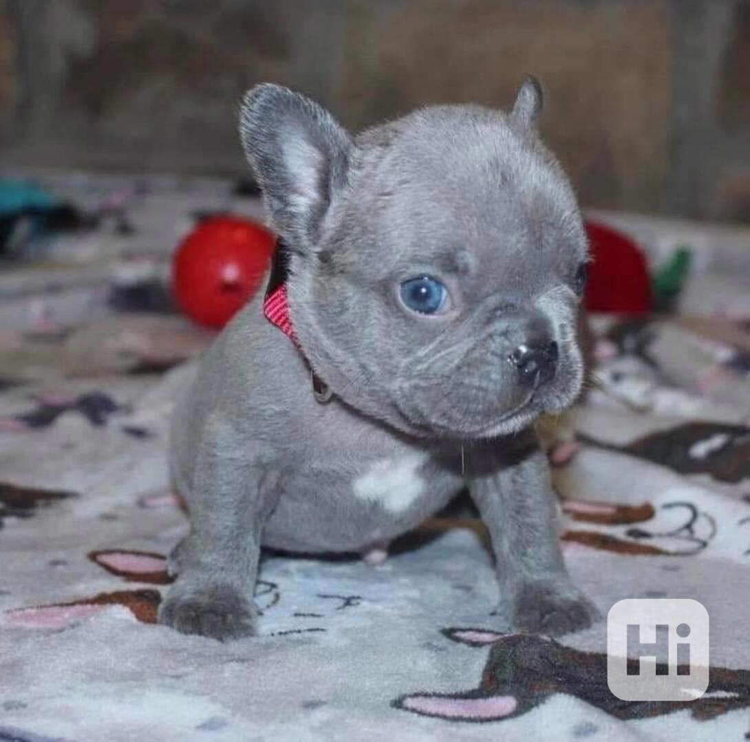 ŠTĚŇATA FRANCOUZSKÉHO BULDOGA - foto 1