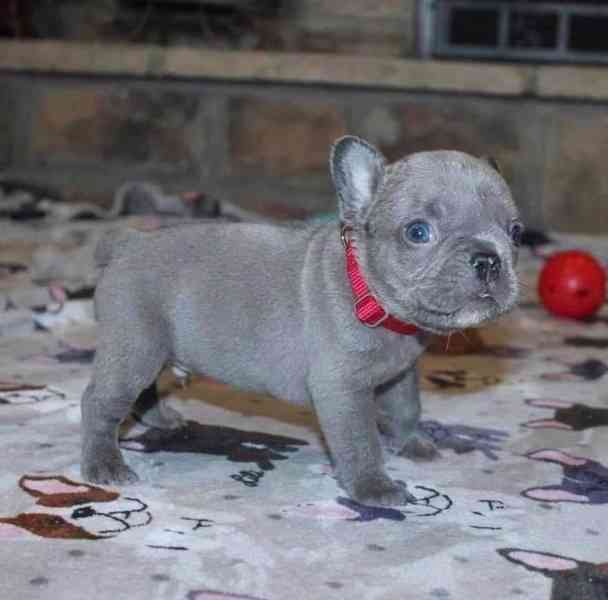 ŠTĚŇATA FRANCOUZSKÉHO BULDOGA - foto 2