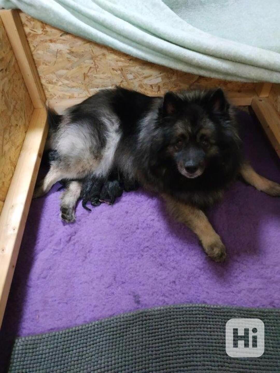 Vlčí špic / Keeshond - foto 1