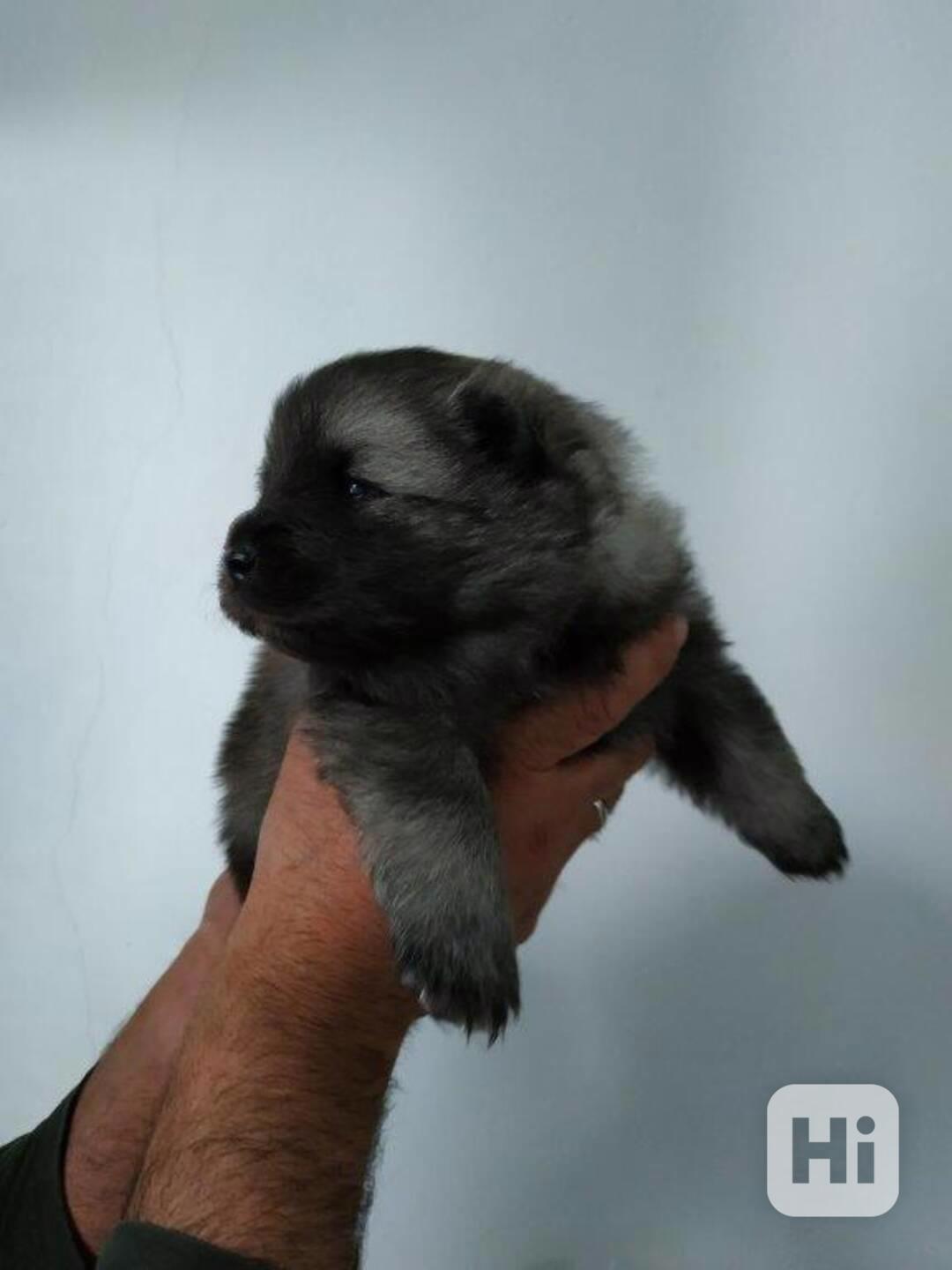 Vlčí špic / Keeshond - foto 1