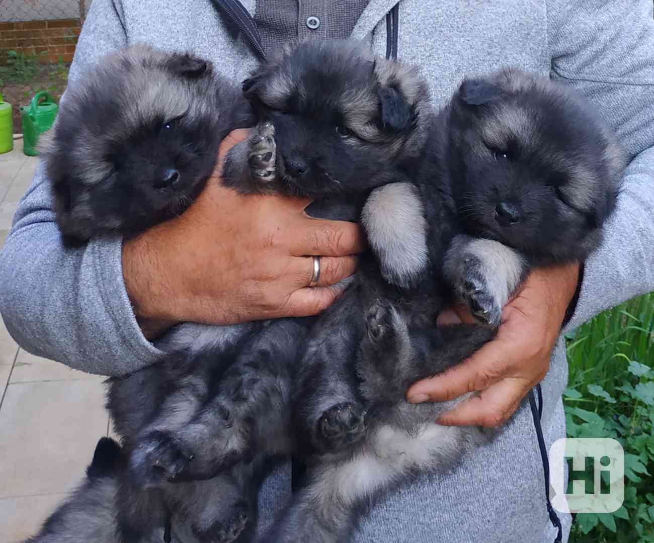 Vlčí špic / Keeshond - foto 1
