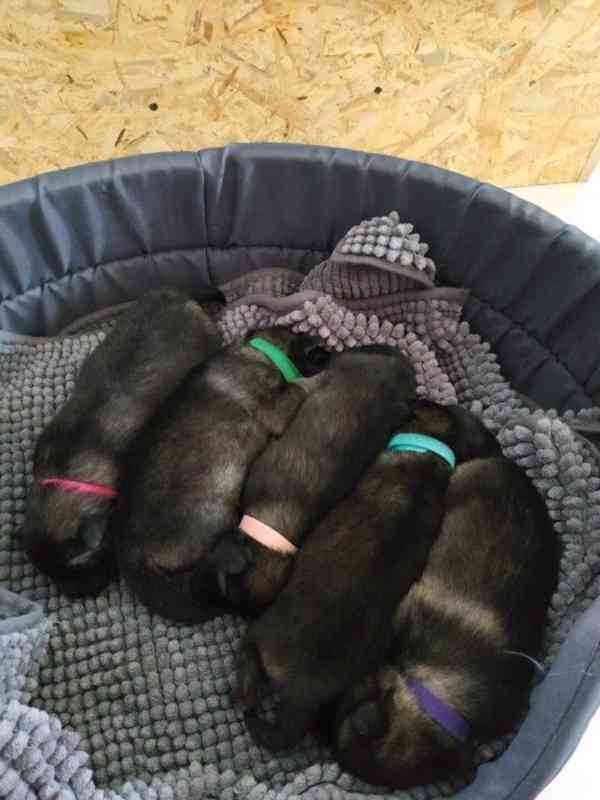 Vlčí špic / Keeshond - foto 4