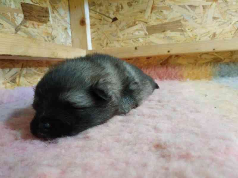 Vlčí špic / Keeshond - foto 6