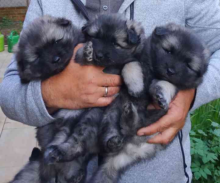 Vlčí špic / Keeshond - foto 1