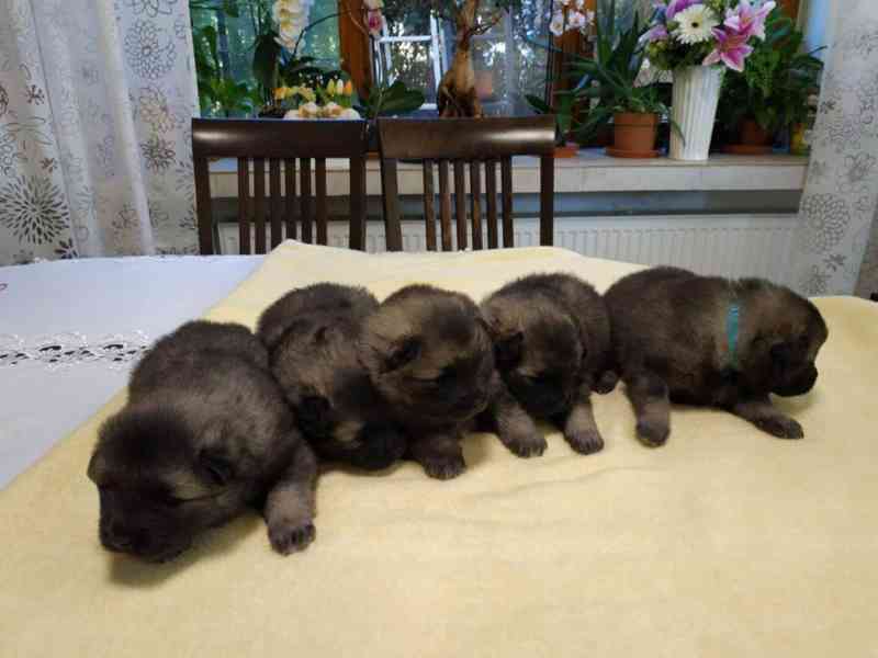 Vlčí špic / Keeshond - foto 8