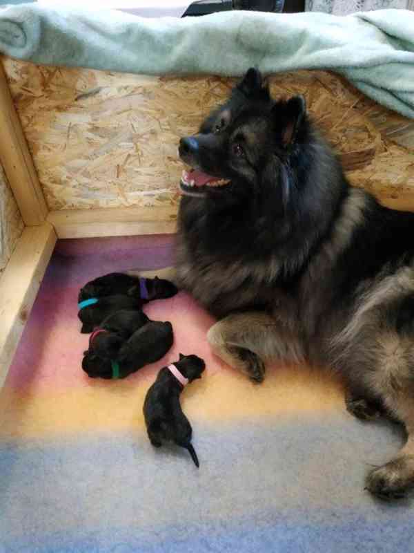 Vlčí špic / Keeshond - foto 3