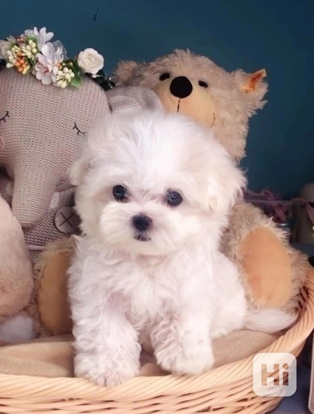 Malťan k adopci - foto 1