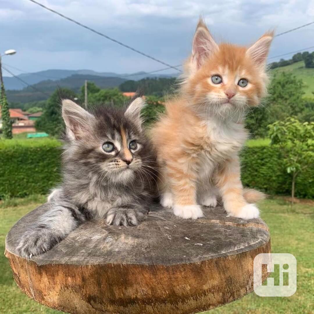 Registrovaná koťata Mainská mývalí - foto 1