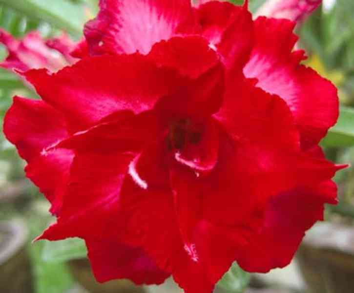 Adenium obesum mon north