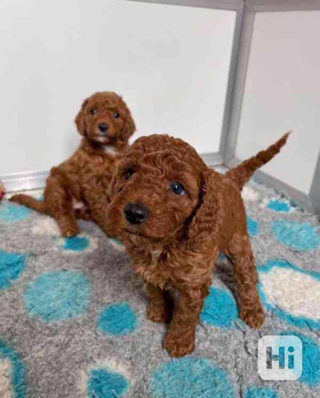 štěňátka pudl k adopci zdarma - foto 1