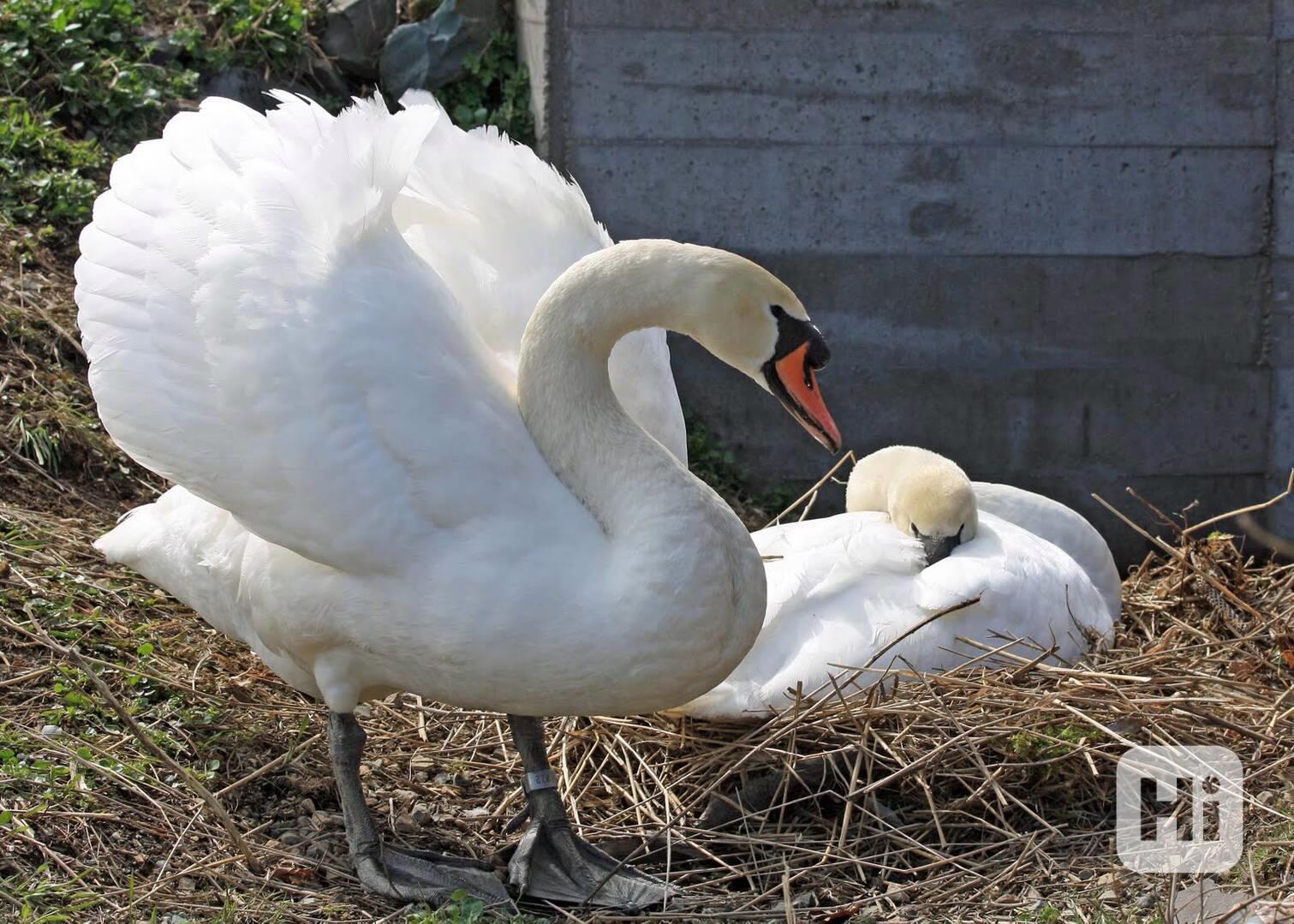 Mute Swans, Peacocks and Parrots Available Now - foto 1