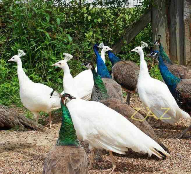 Mute Swans, Peacocks and Parrots Available Now - foto 3