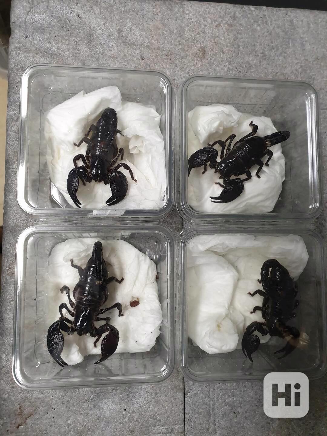 Pandinus imperator Štíři - foto 1