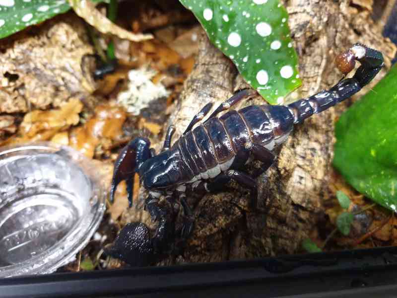 Pandinus imperator Štíři - foto 2