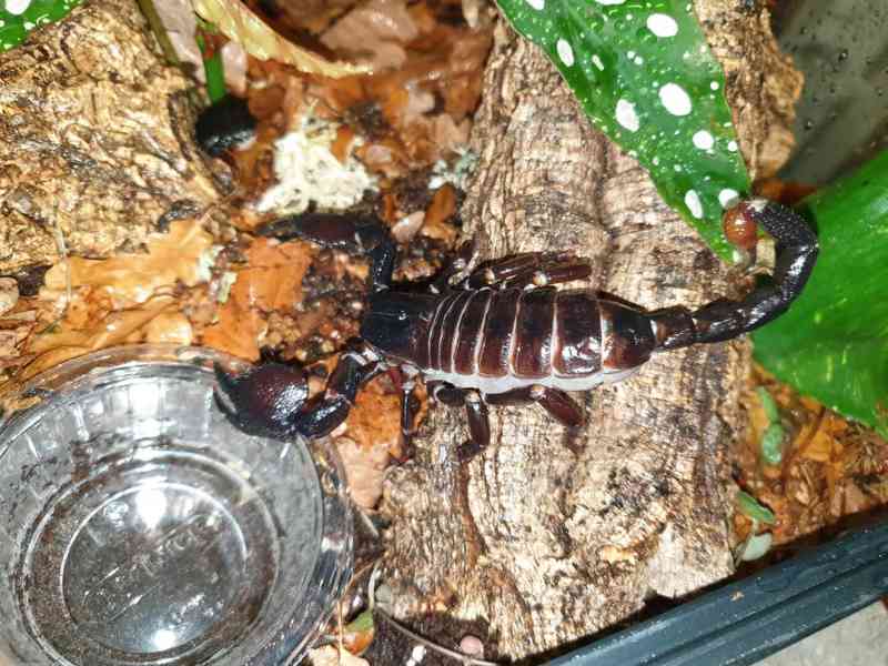 Pandinus imperator Štíři - foto 5