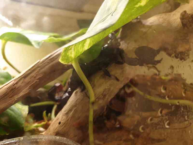 Pandinus imperator Štíři - foto 9